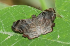 Antigonus erosus