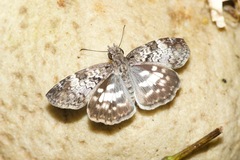 Chiomara asychis