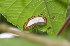 Nymphidium caricae