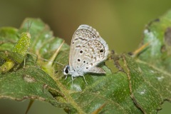 Hemiargus hanno hanno