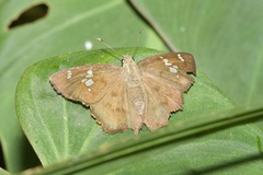 Telemiades laogonus