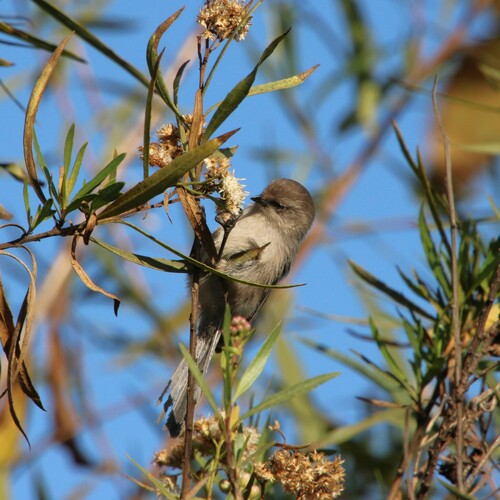 iNaturalist observation photo of Bushtit