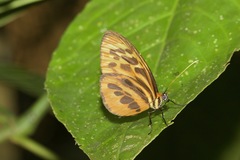 Tithorea harmonia