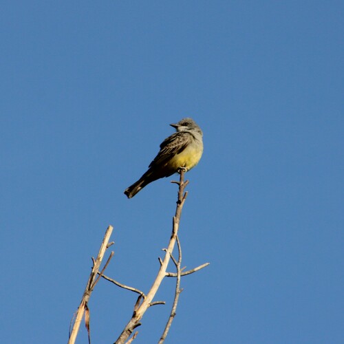 iNaturalist observation photo of Cassin's Kingbird