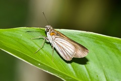 Paracarystus hypargyra