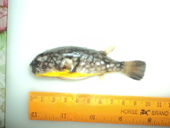 Chelonodontops patoca