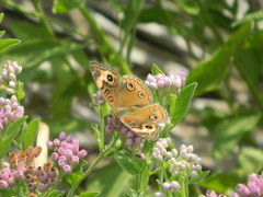Junonia neildi varia