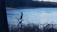 Phalacrocorax varius