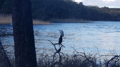 Phalacrocorax varius