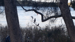 Phalacrocorax varius