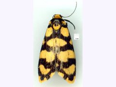 Scaptesyle equidistans