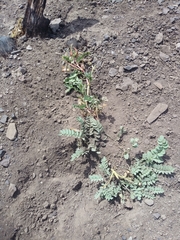 Astragalus beckwithii