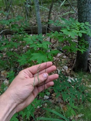 Melica smithii