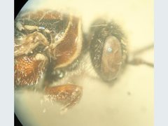 Epactiothynnus exselsus