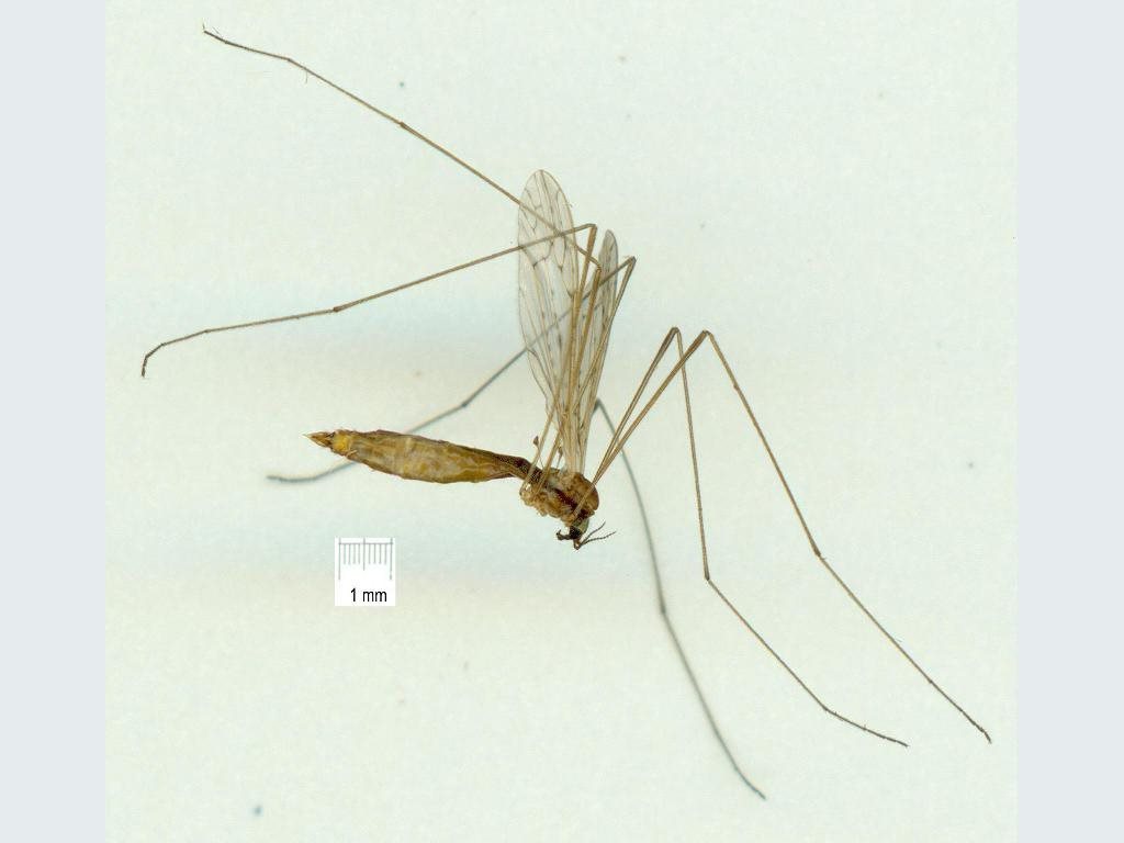 Atypophthalmus emaceratus