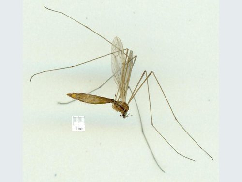 Atypophthalmus emaceratus