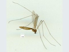 Atypophthalmus emacerata
