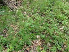 Melica smithii