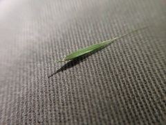 Melica smithii