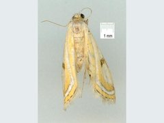 Tetrernia teminitis