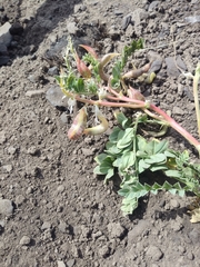 Astragalus beckwithii