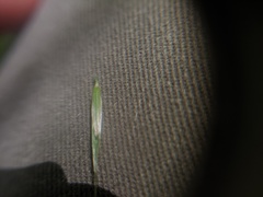 Melica smithii