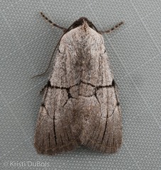 Sympistis greyi