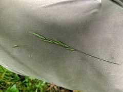 Melica smithii