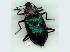 Cyphaleus quadrispinosus