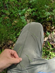 Melica smithii