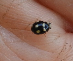 Brachiacantha decempustulata