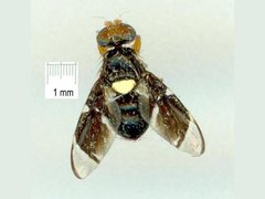 Calosphenisca unicuneata