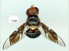 Calosphenisca unicuneata