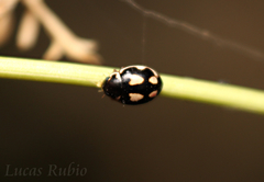 Hyperaspis festiva
