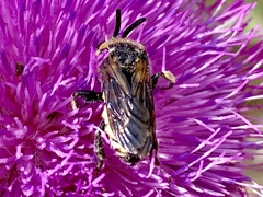 Brachymelecta interrupta