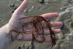 Gracilariopsis