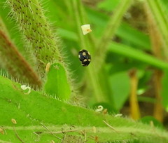 Brachiacantha decempustulata