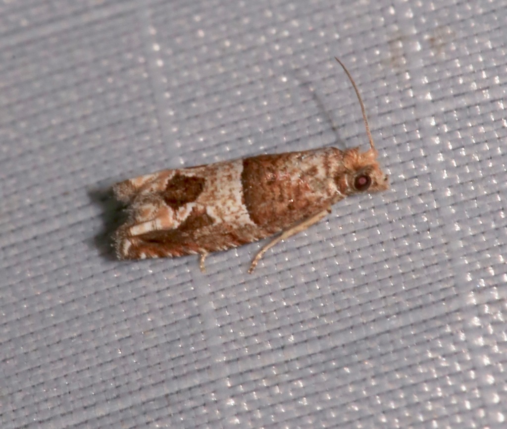 Constricted Sonia Moth