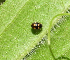 Brachiacantha decempustulata