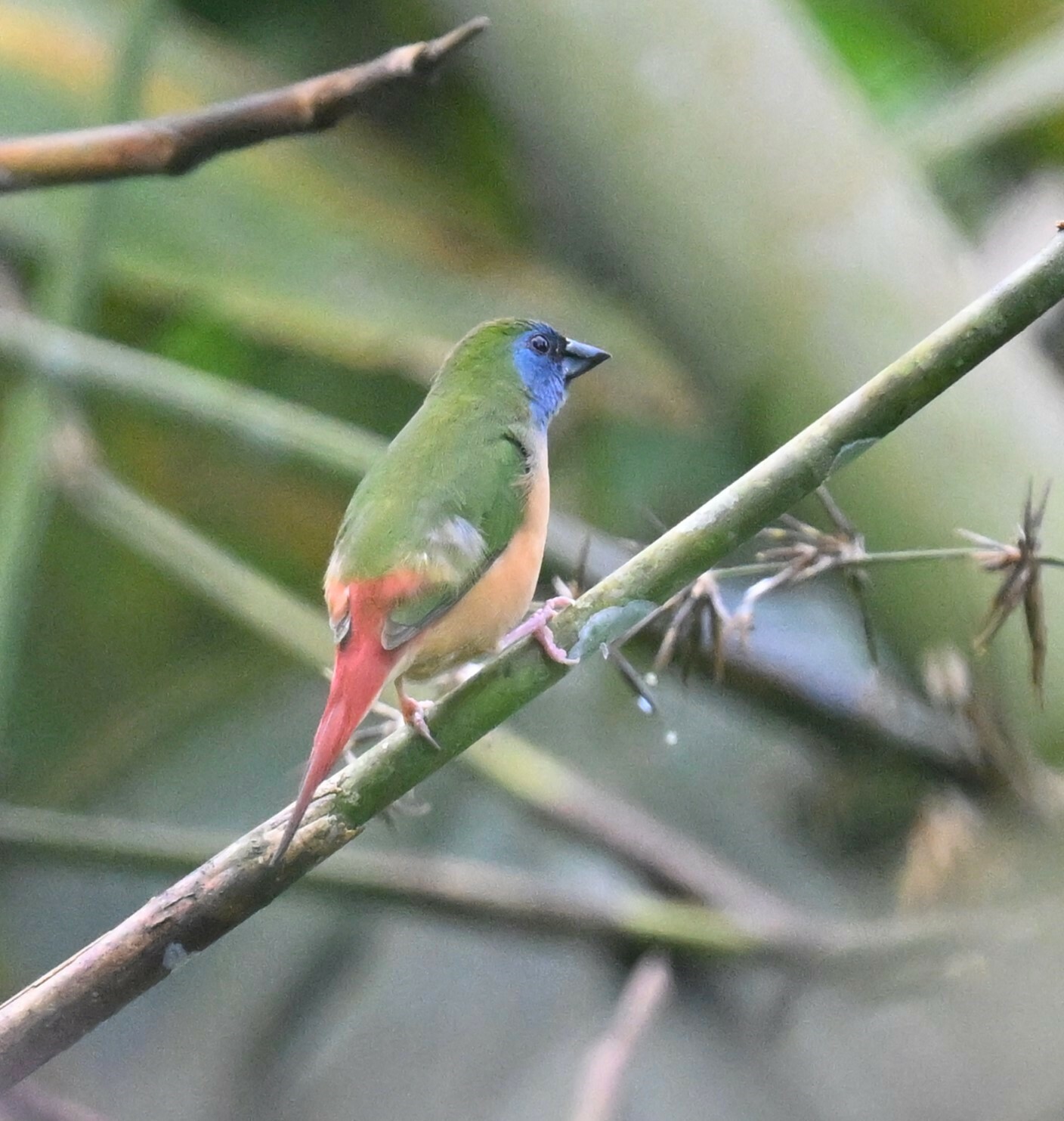 Pin-tailed Parrotfinch