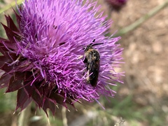 Brachymelecta interrupta