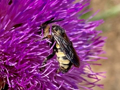 Brachymelecta interrupta