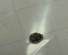 Brachiacantha decempustulata