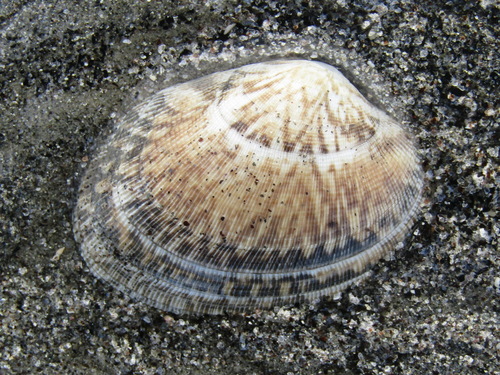 grooved carpet shell