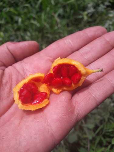 Momordica charantia
