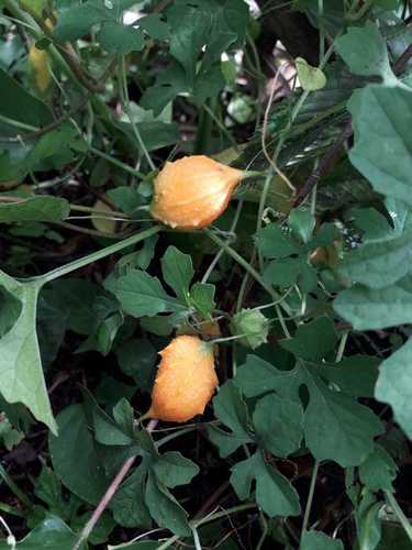 Momordica charantia