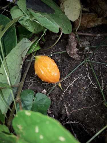 Momordica charantia