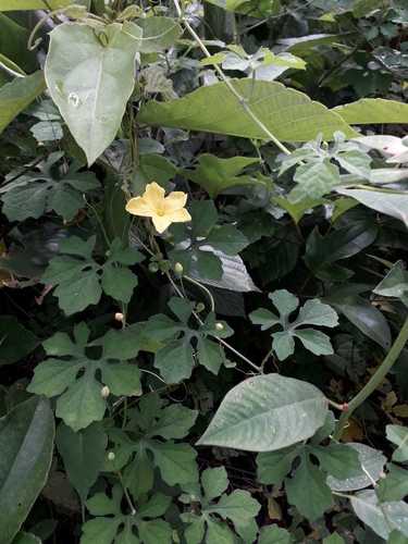 Momordica charantia