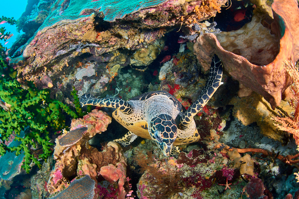 Hawksbill Sea Turtle in October 2024 by Jean-Paul Cassez · iNaturalist