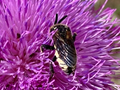 Brachymelecta interrupta